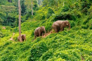 Three elephants walk at the jungle in Chiang Mai Thailand