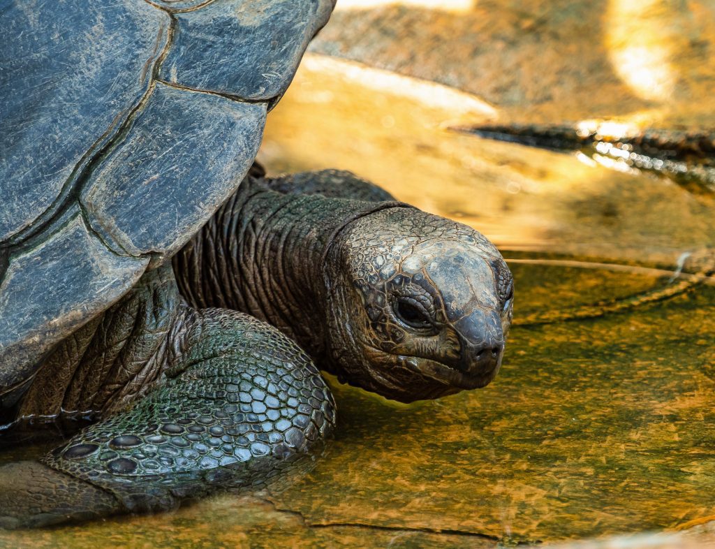 Schildkrötenschutz Mauritius